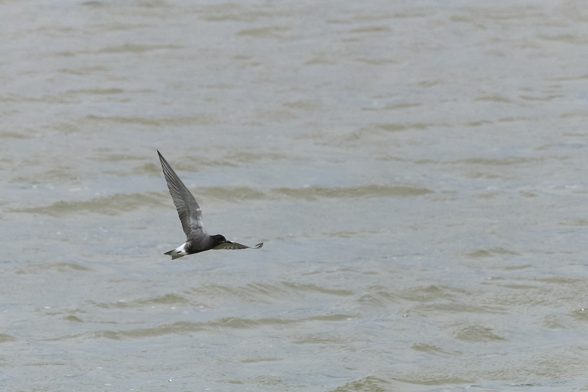 Black Tern - ML619172794