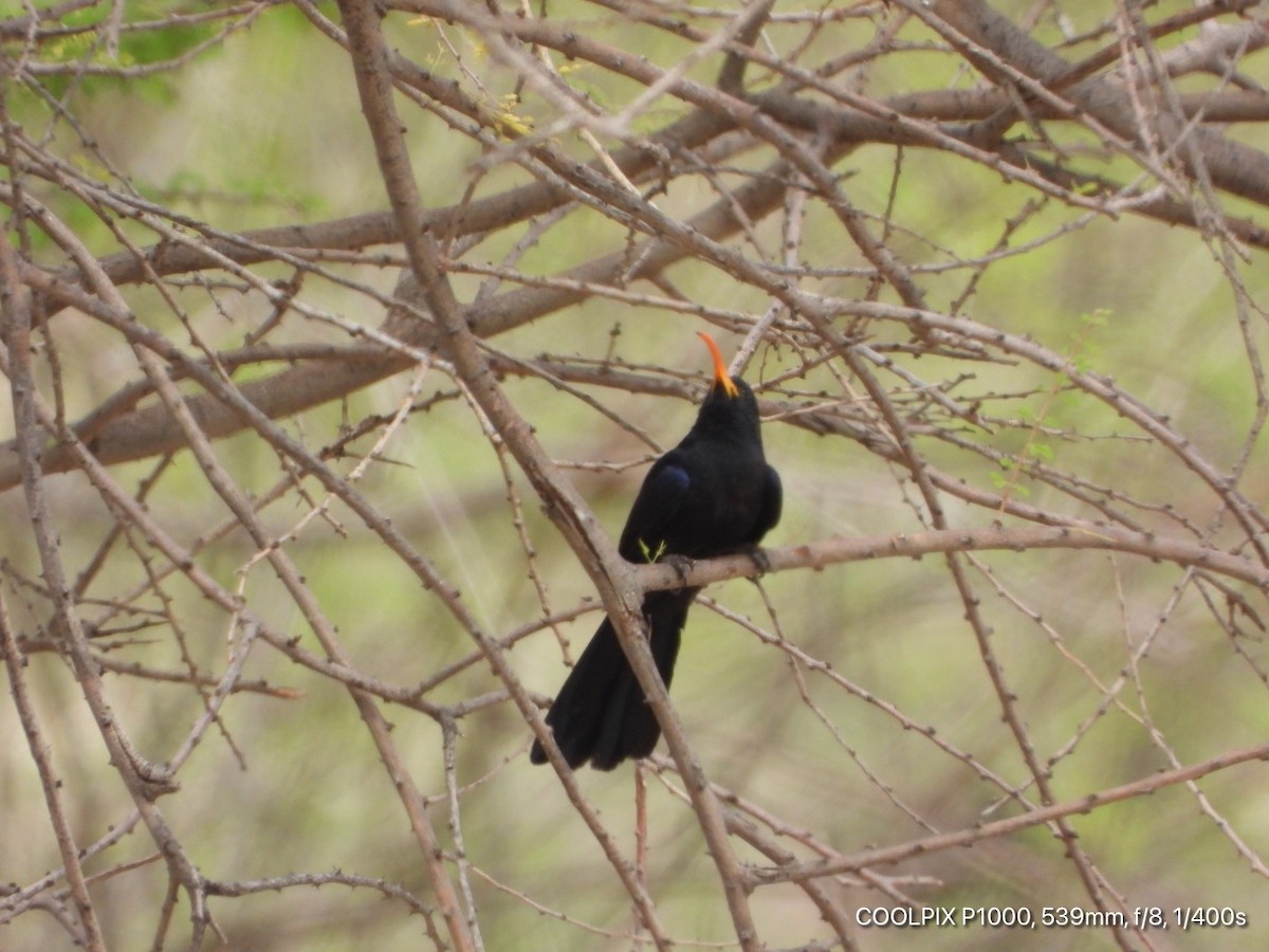 Abyssinian Scimitarbill - ML619172807