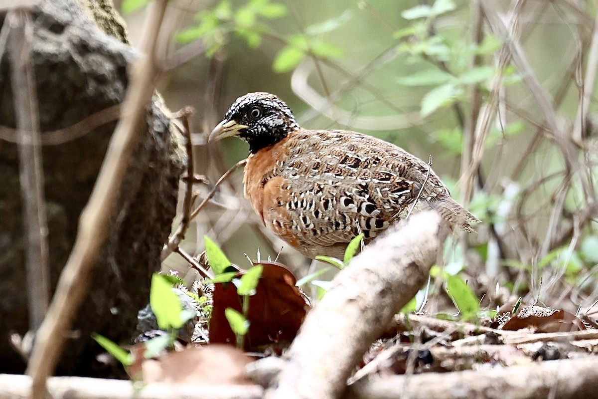 Spotted Buttonquail - Raphaël JORDAN