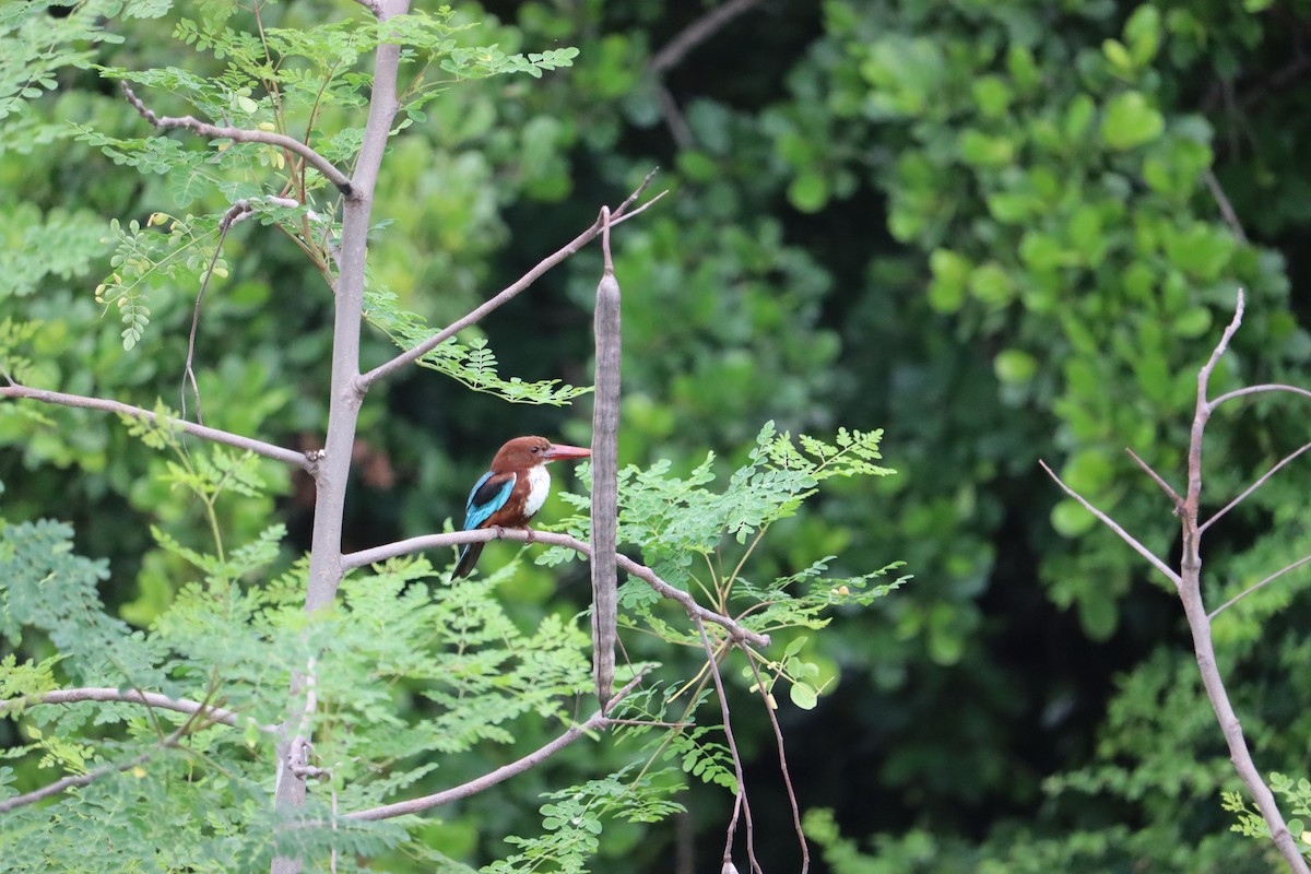 White-throated Kingfisher - Rajalaxmi Kar