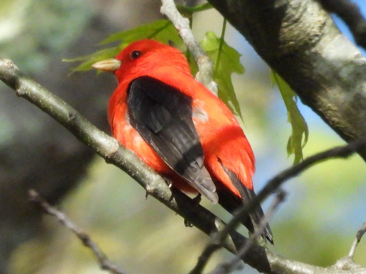 Scarlet Tanager - ML619172851