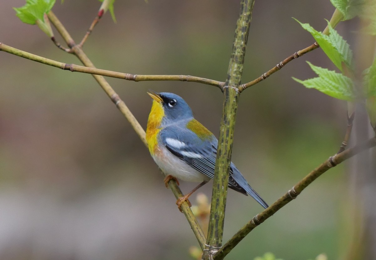 Northern Parula - Larry Smith