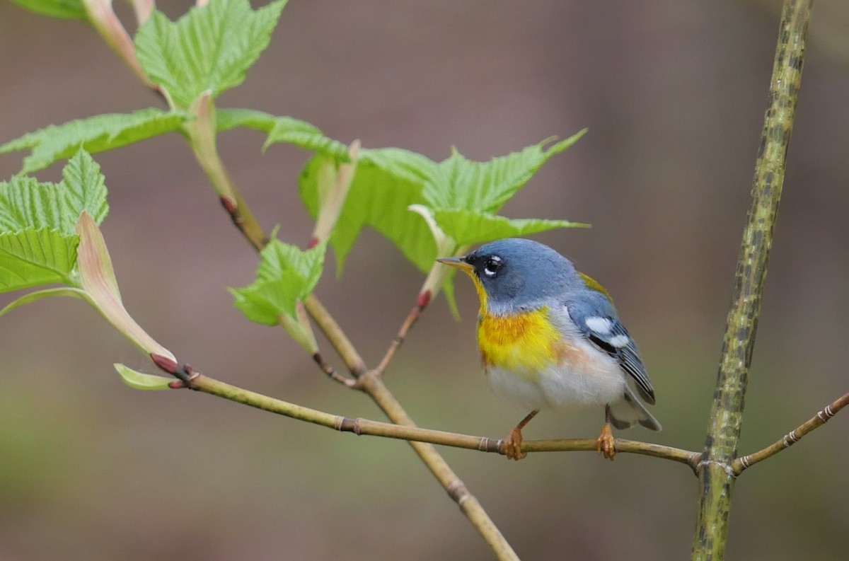 Northern Parula - Larry Smith