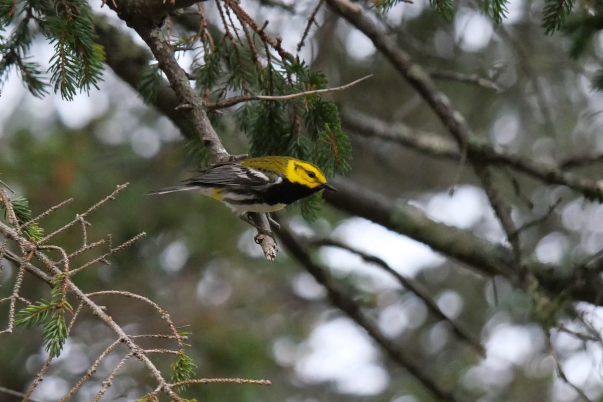Black-throated Green Warbler - Larry Smith