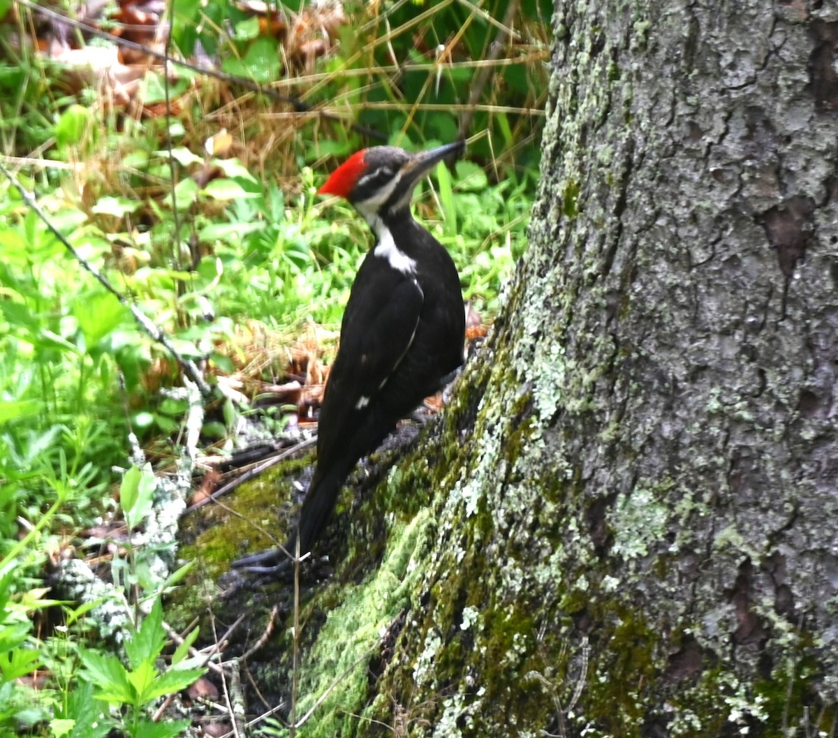 Pileated Woodpecker - David Rothrock