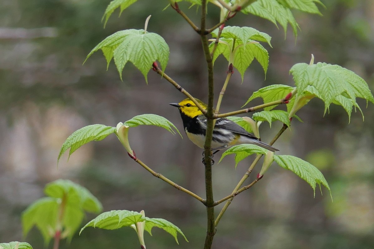 Black-throated Green Warbler - Larry Smith