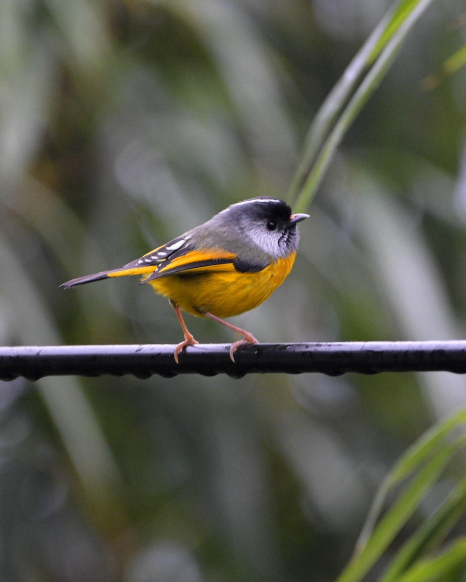 Golden-breasted Fulvetta - Partha Saradhi Allam