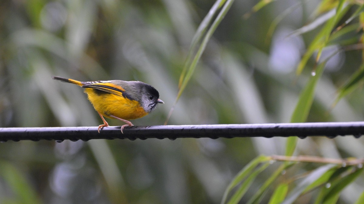 Golden-breasted Fulvetta - Partha Saradhi Allam