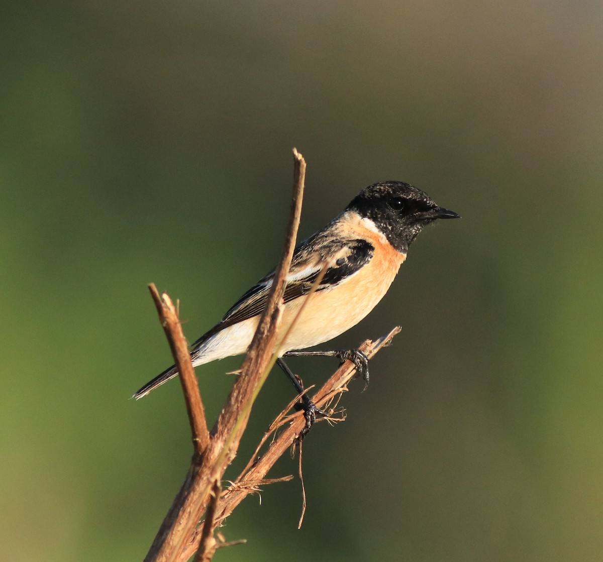 Siberian Stonechat - Afsar Nayakkan