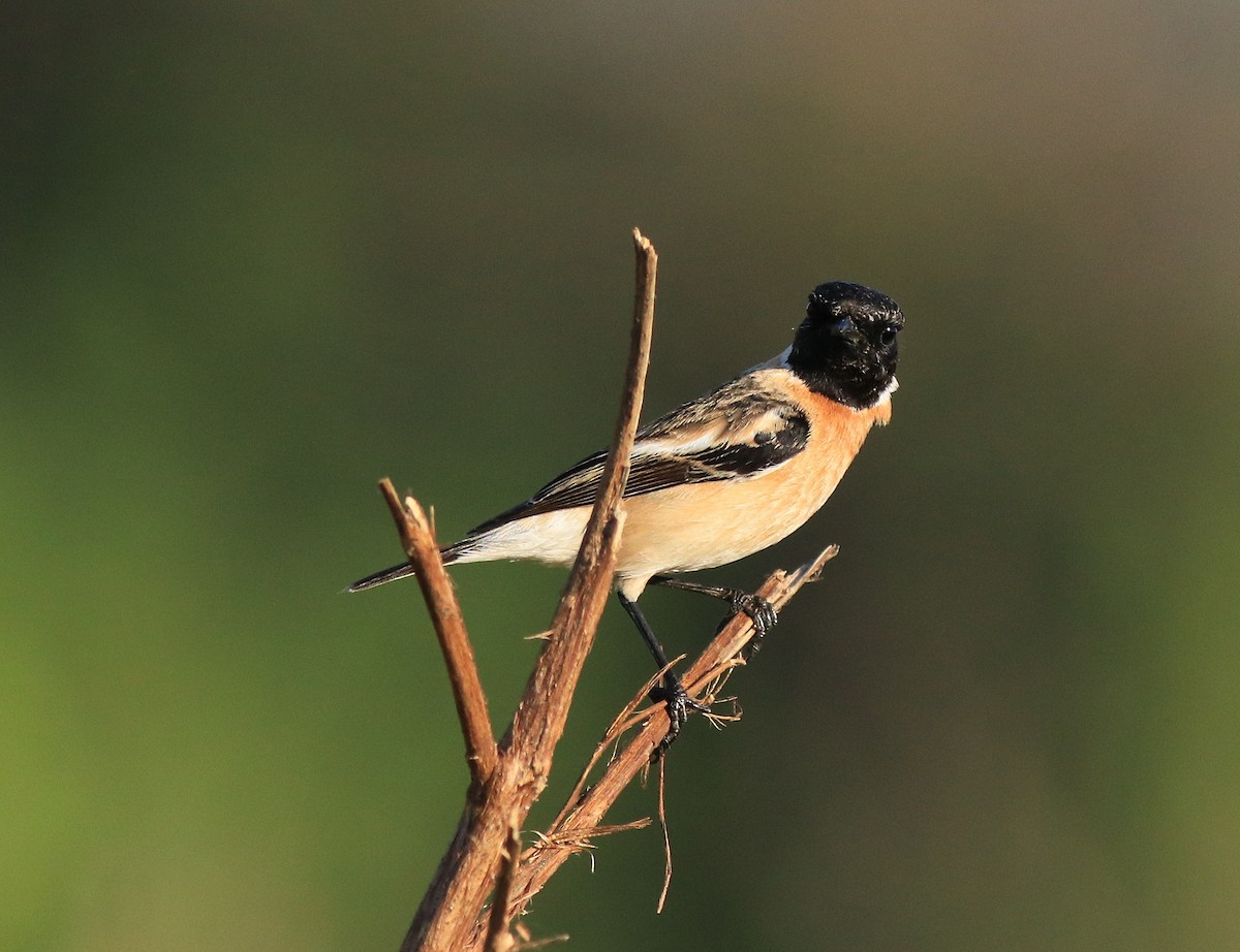 Siberian Stonechat - Afsar Nayakkan