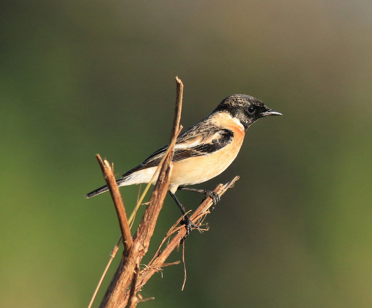 Siberian Stonechat - Afsar Nayakkan