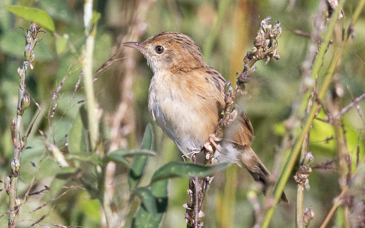 Golden-headed Cisticola - ML619172955