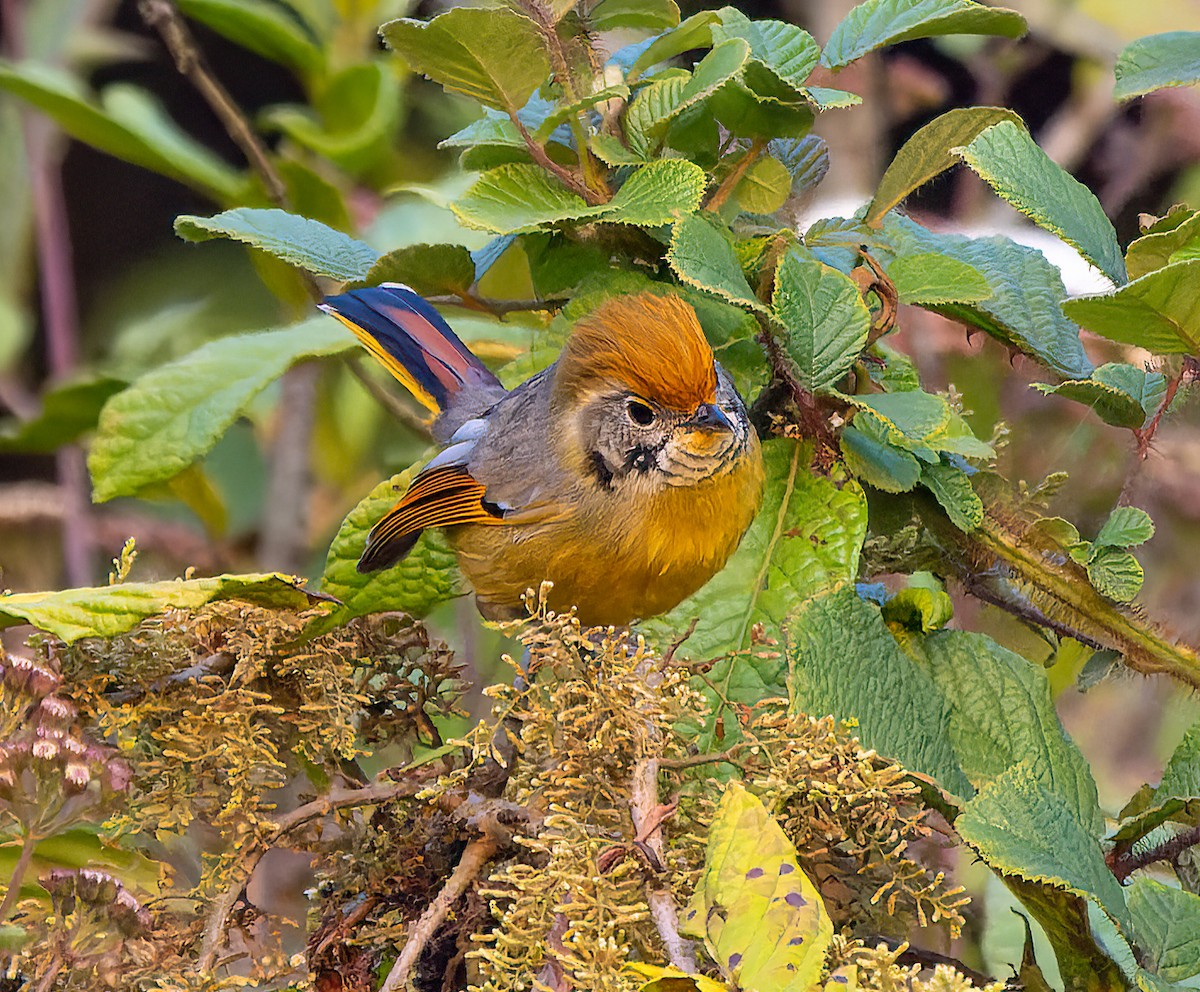 Chestnut-tailed Minla - James Moore (Maryland)