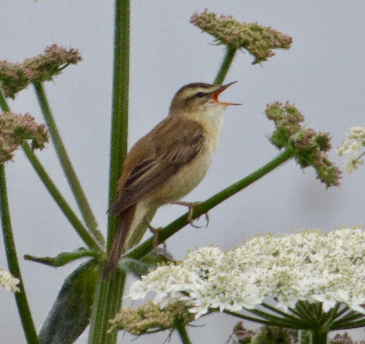 Sedge Warbler - JP Hook