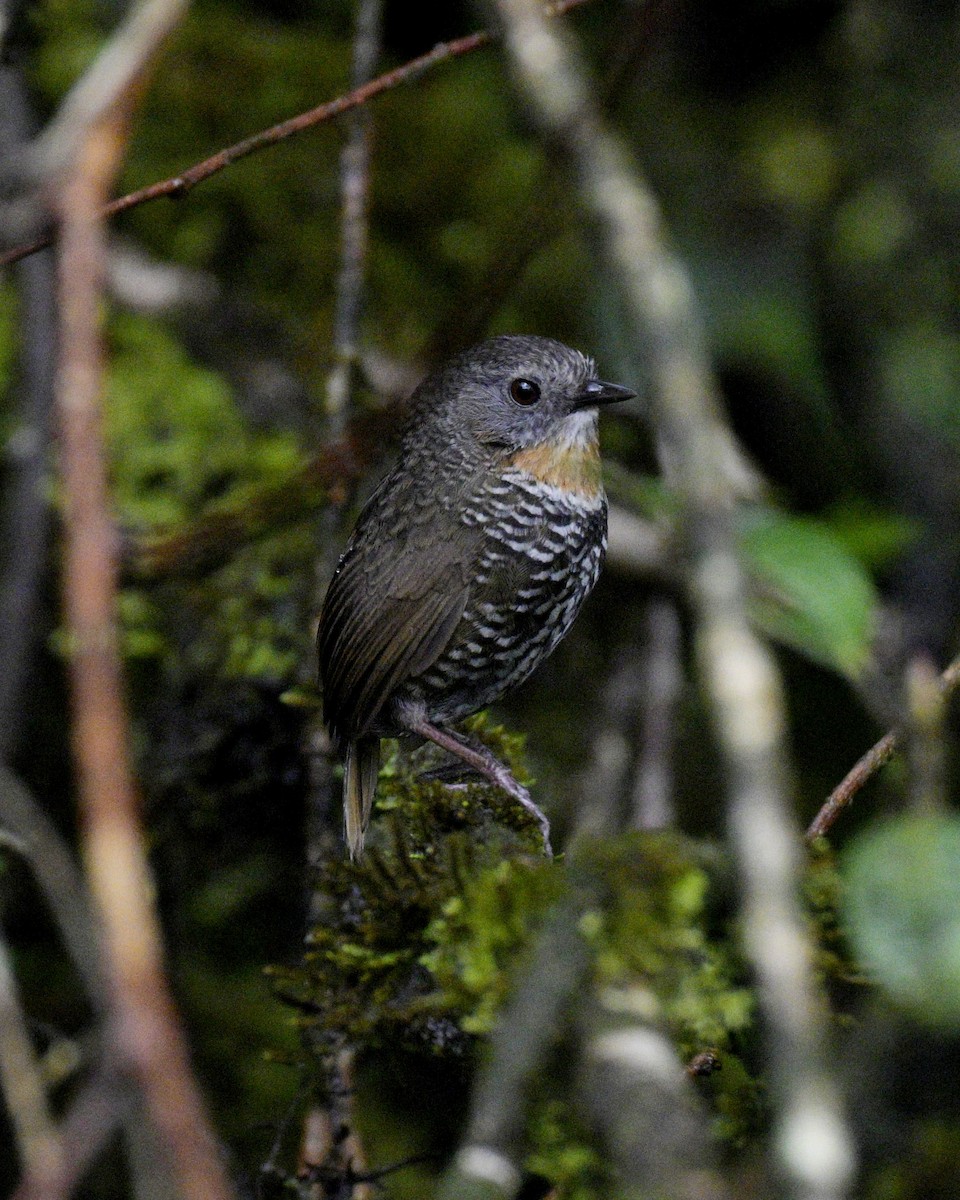 Mishmi Wren-Babbler - ML619172980