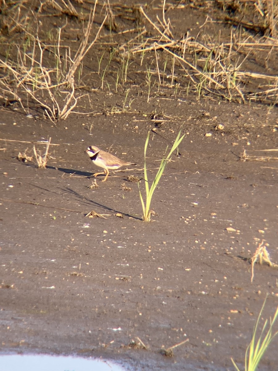 Semipalmated Plover - Justyn Arnold