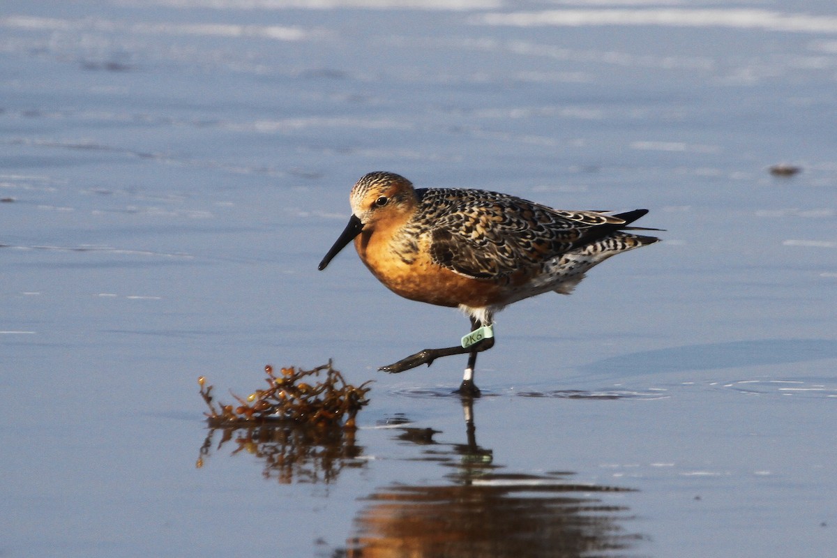 Red Knot - ML619172985