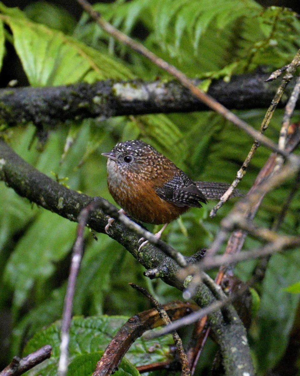 Bar-winged Wren-Babbler - ML619172986