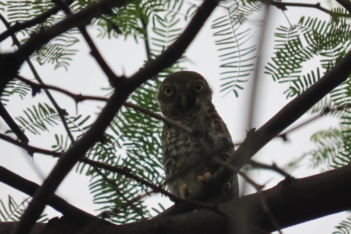 Jungle Owlet - Chitra Ingole