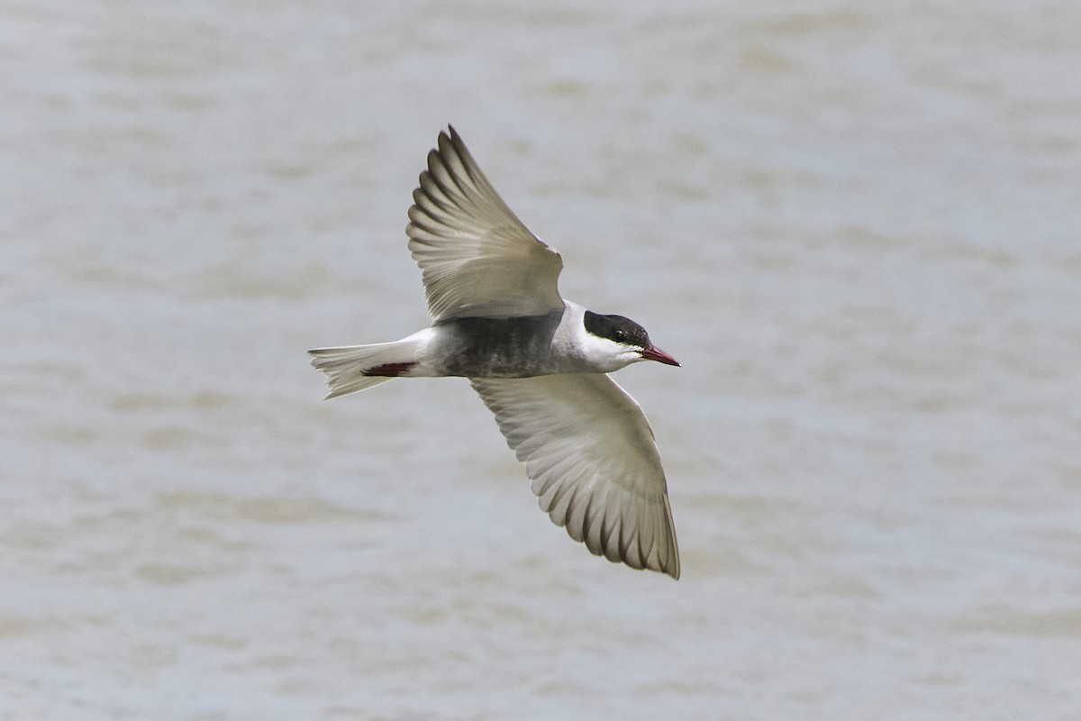 Whiskered Tern - ML619173029