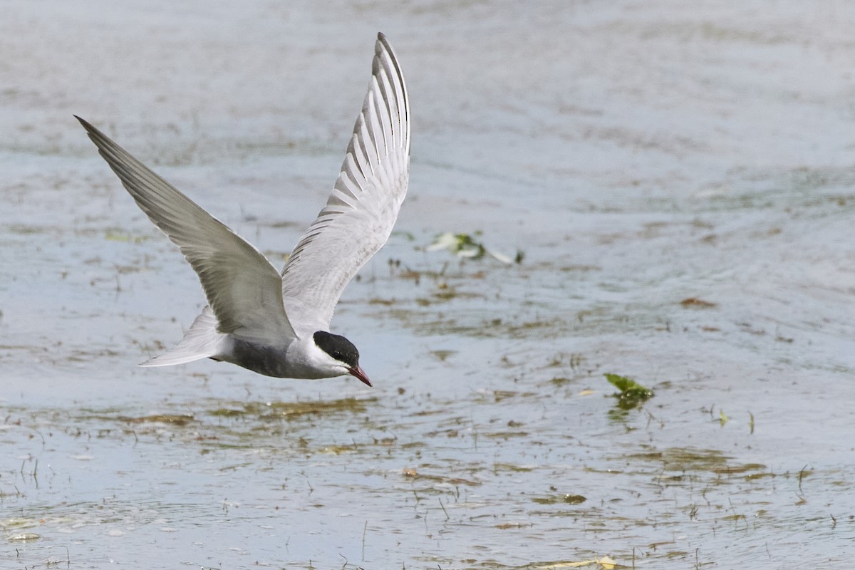 Whiskered Tern - Monika Kolodziej