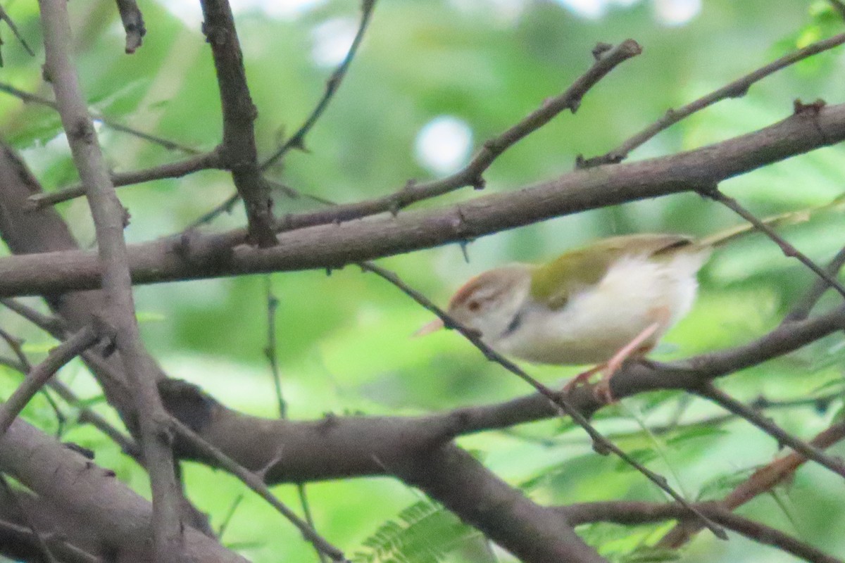 Common Tailorbird - Chitra Ingole