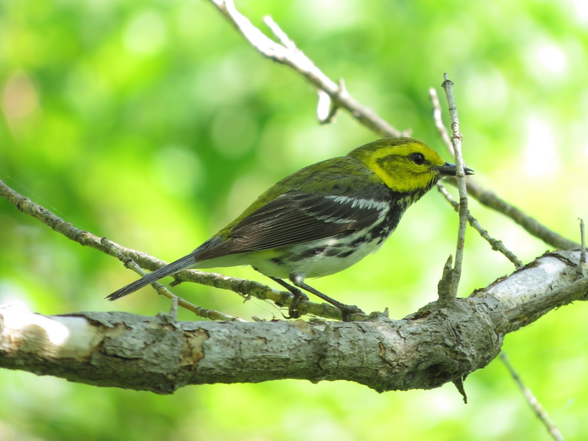 Black-throated Green Warbler - Jacqueline Vigilanti