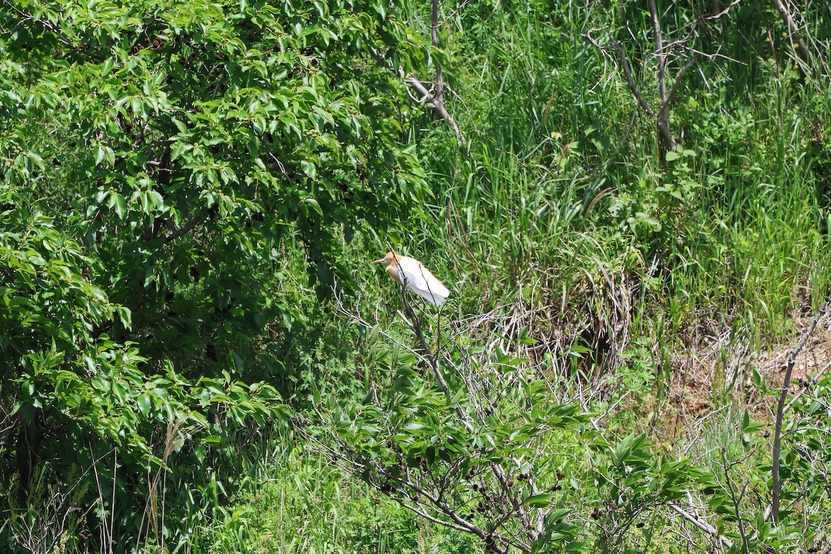 Eastern Cattle Egret - Shin Mun Cheol