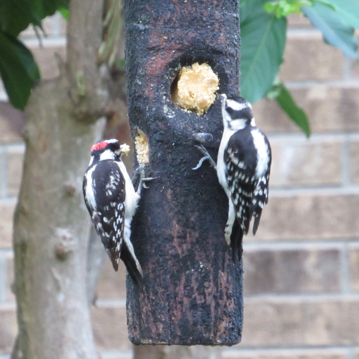 Downy Woodpecker - Judy Behrens