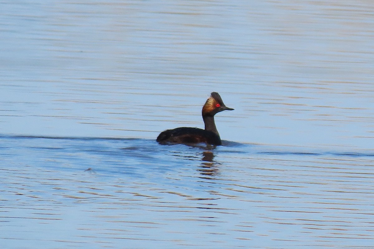 Eared Grebe - Craig Johnson