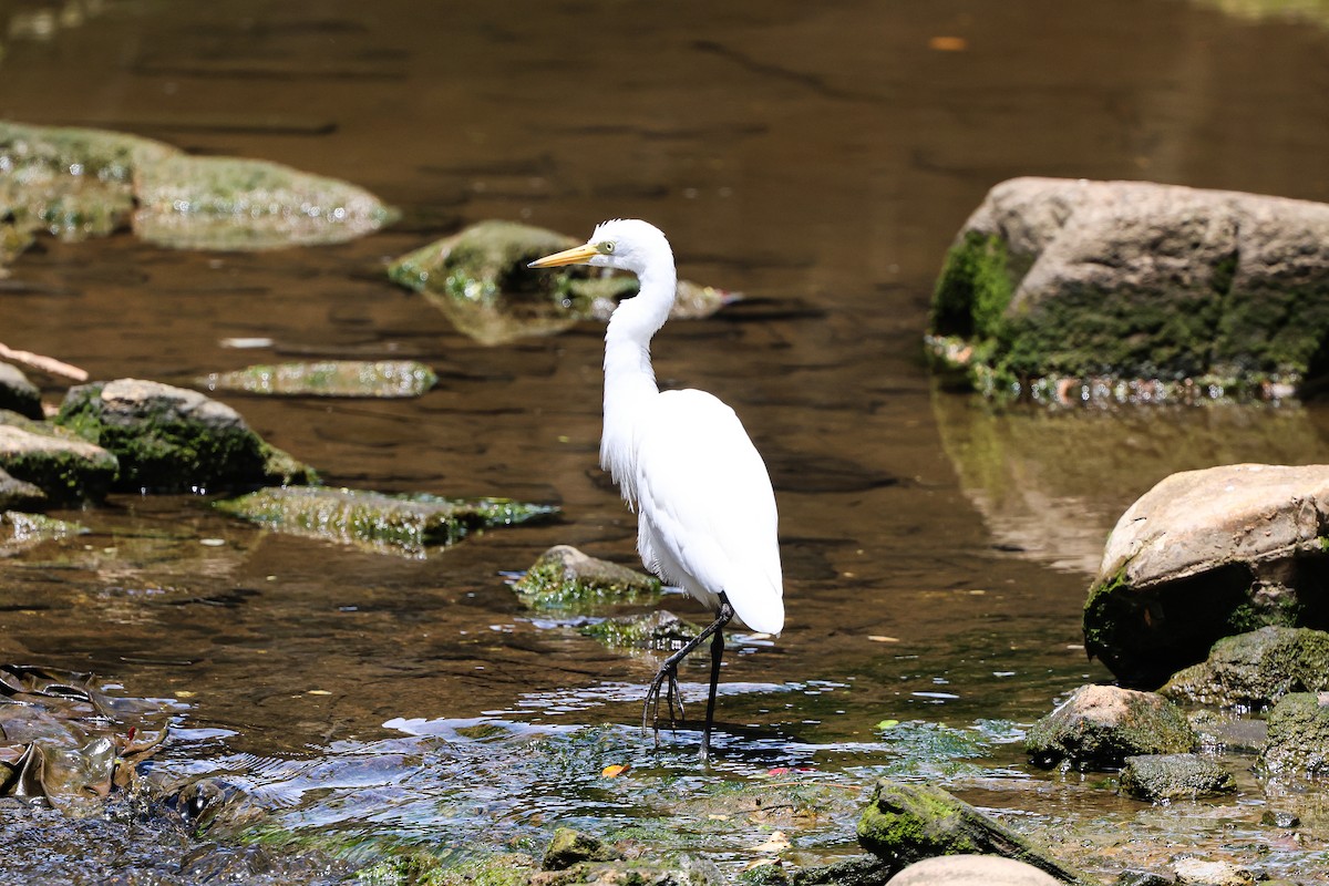 Medium Egret - Shin Mun Cheol