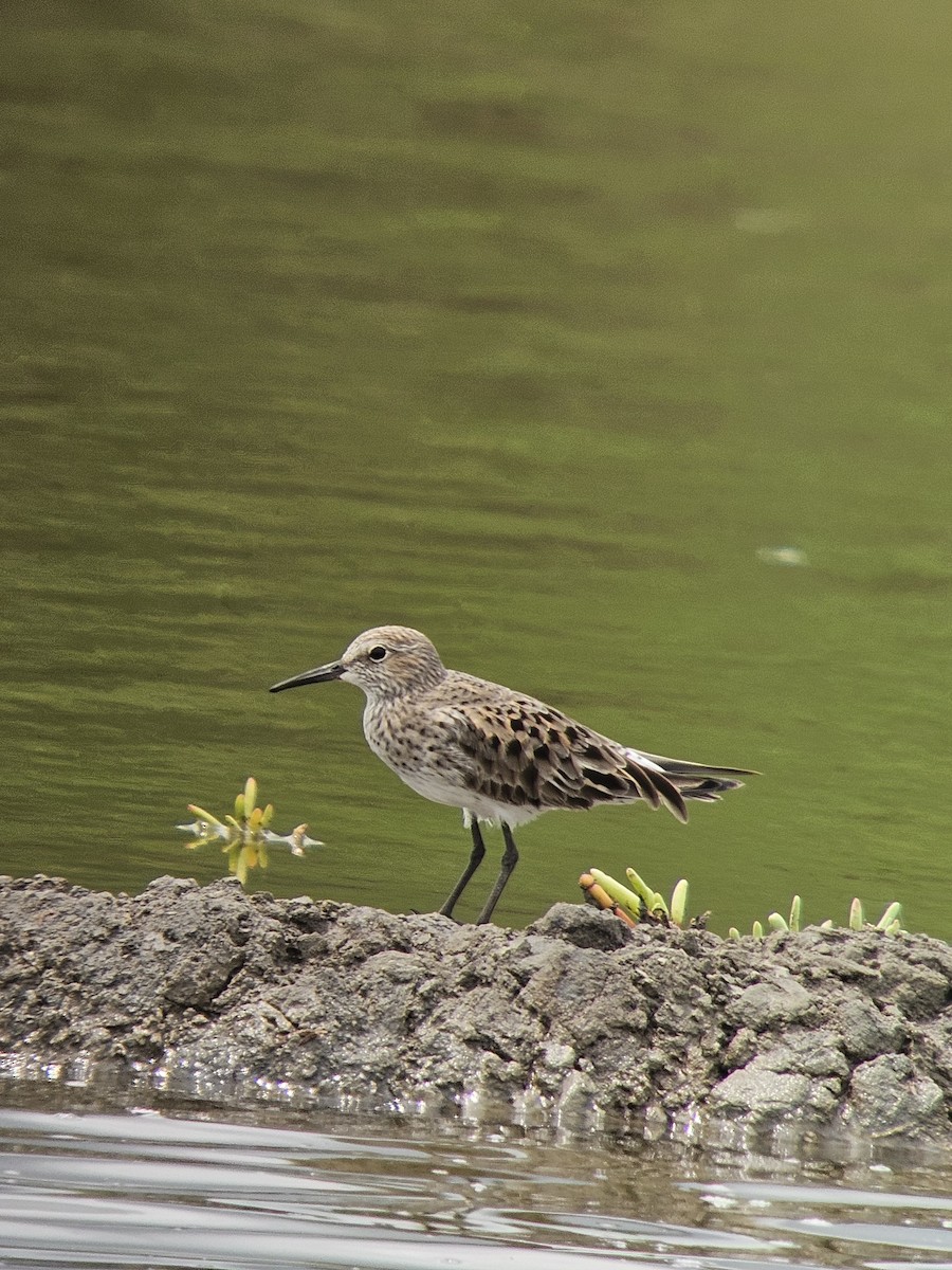 White-rumped Sandpiper - Justin Alvarado