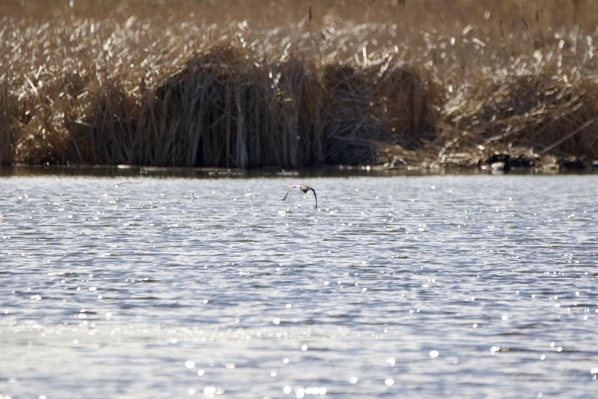 Green-winged Teal - John Shamgochian