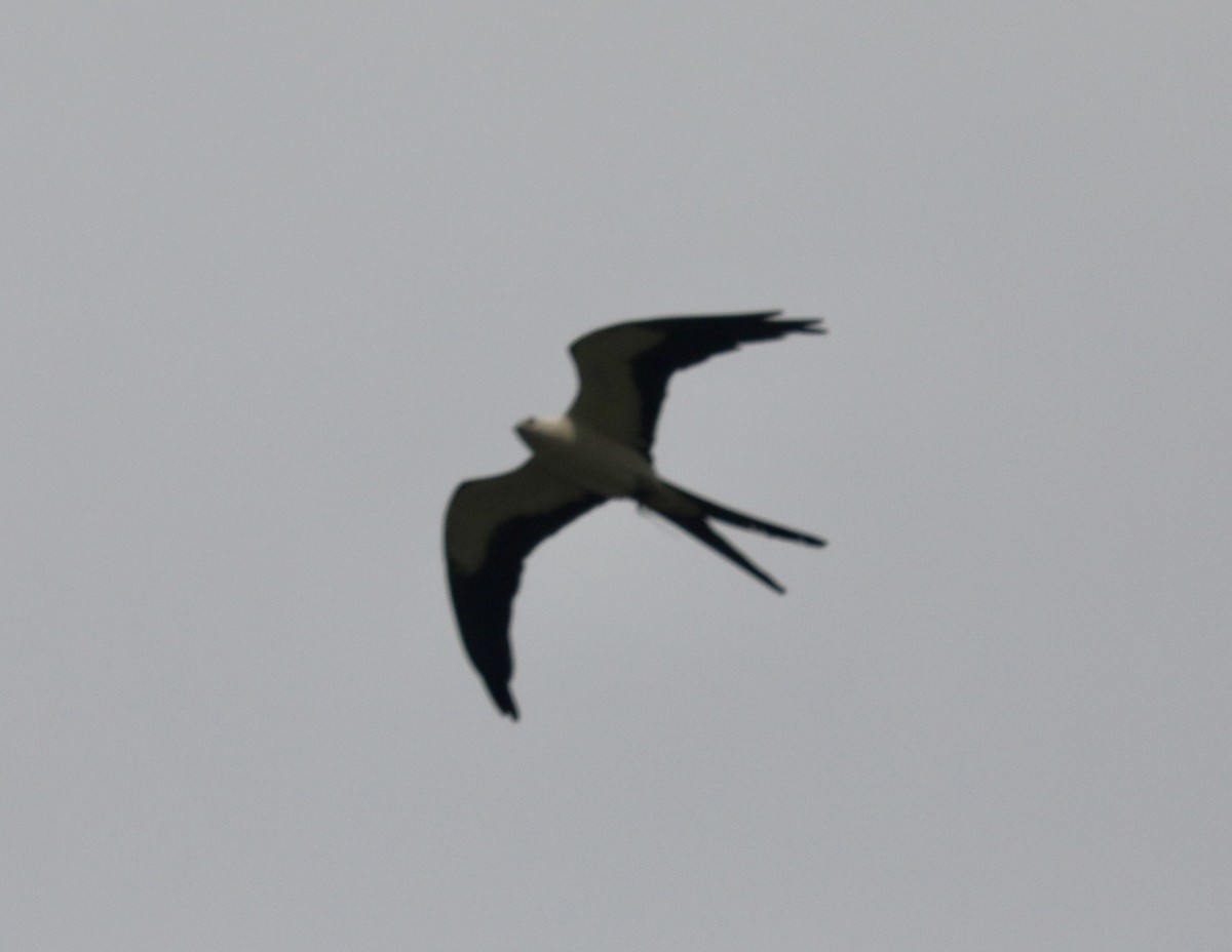 Swallow-tailed Kite - Randy Bumbury