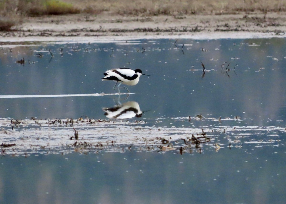 Pied Avocet - Guy Poisson