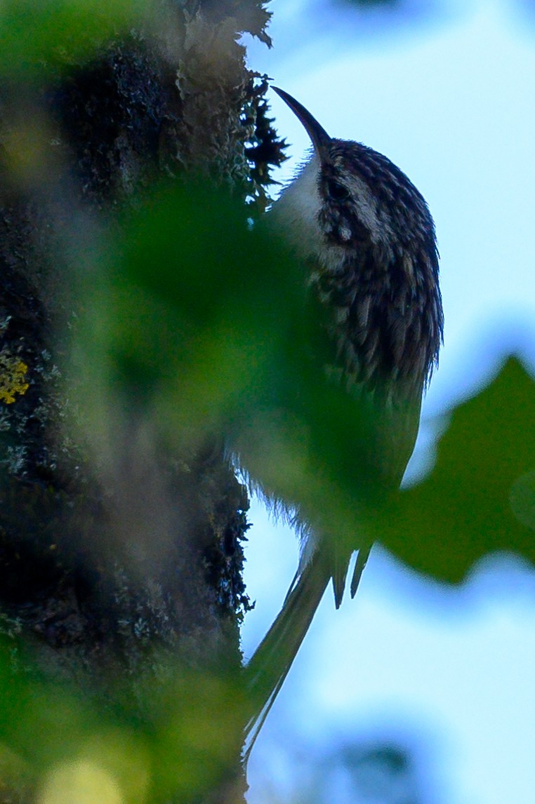 Short-toed Treecreeper - Harald Bläsing