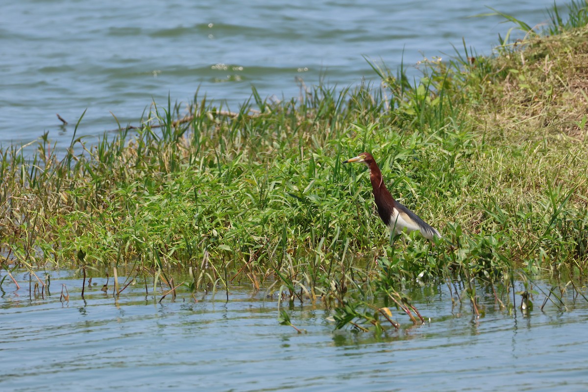 Chinese Pond-Heron - ML619173183