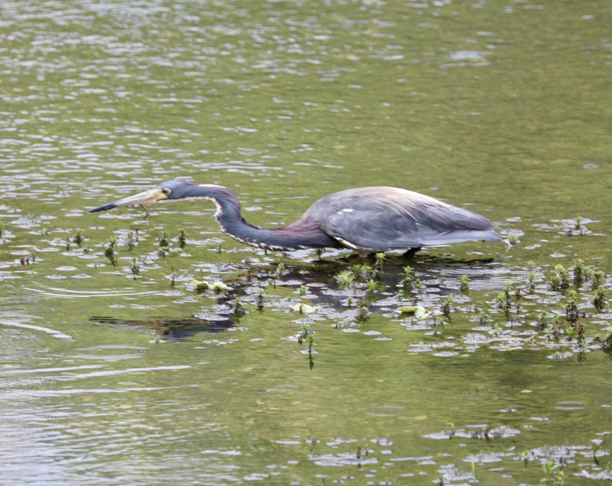 Tricolored Heron - Randy Bumbury