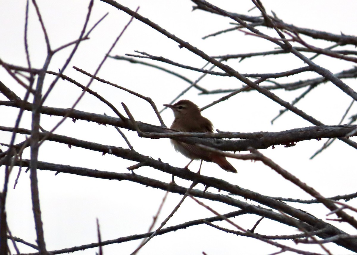 Rufous-tailed Scrub-Robin - Guy Poisson