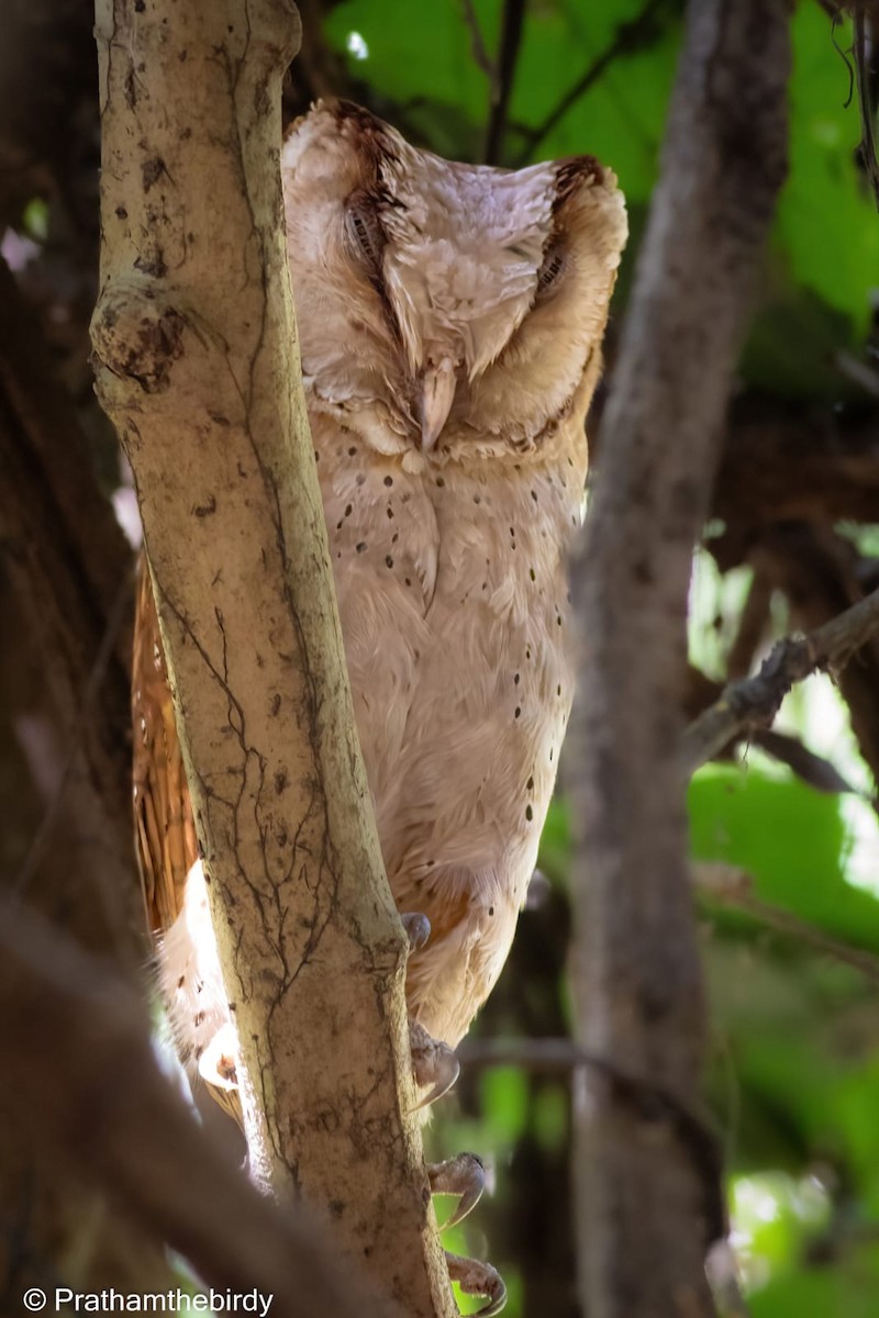 Sri Lanka Bay-Owl - Prathamesh Desai