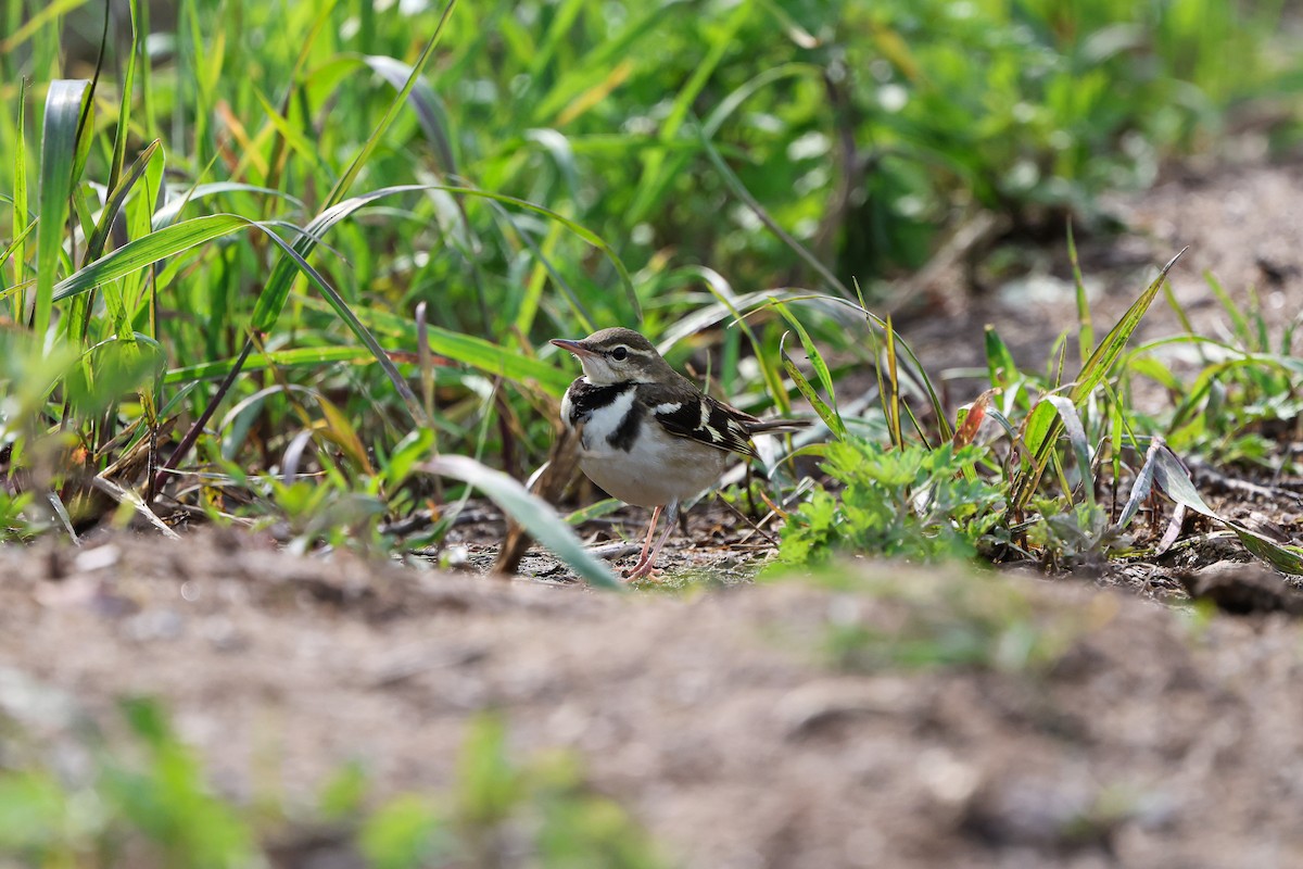 Forest Wagtail - Shin Mun Cheol