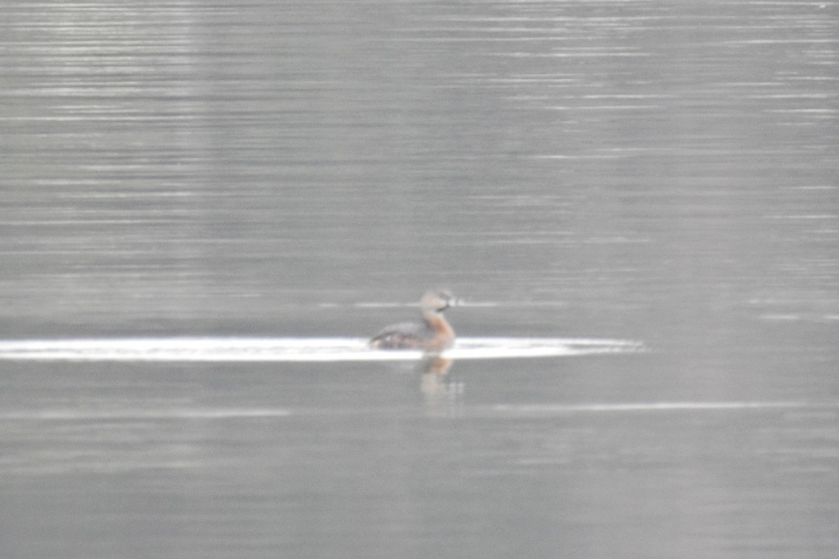 Pied-billed Grebe - Jarvis Shirky