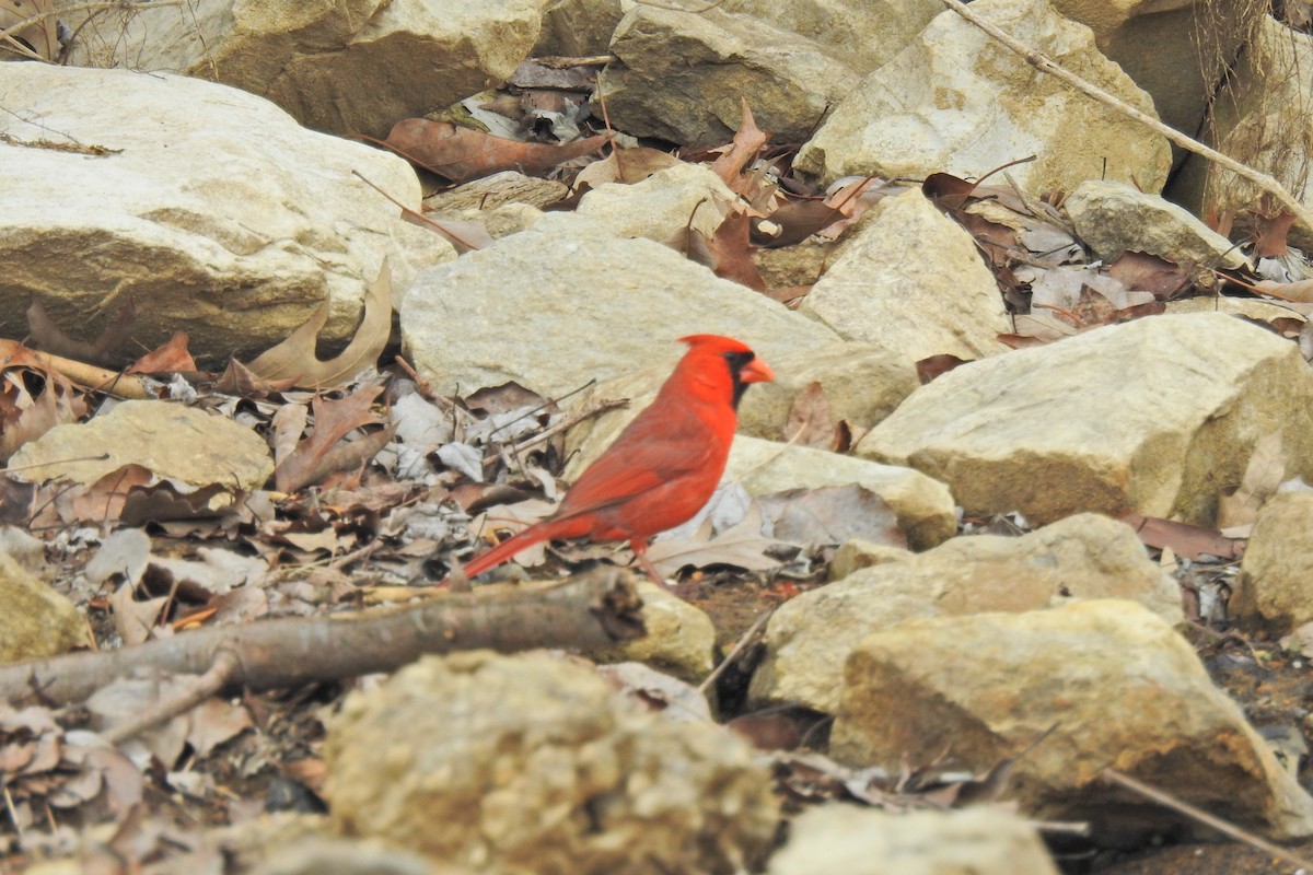 Cardinal rouge - ML619173278