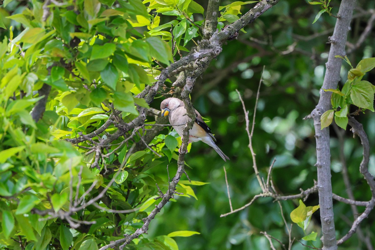 Yellow-billed Grosbeak - Shin Mun Cheol