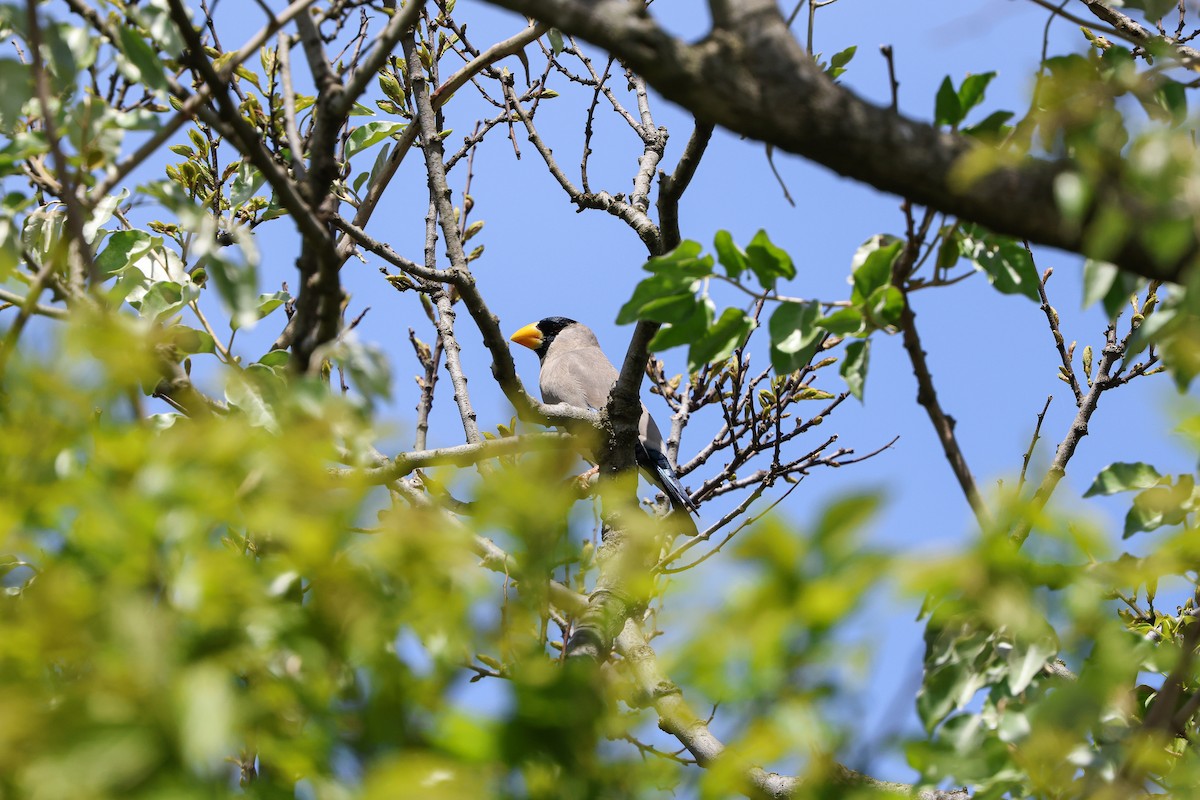 Japanese Grosbeak - Shin Mun Cheol