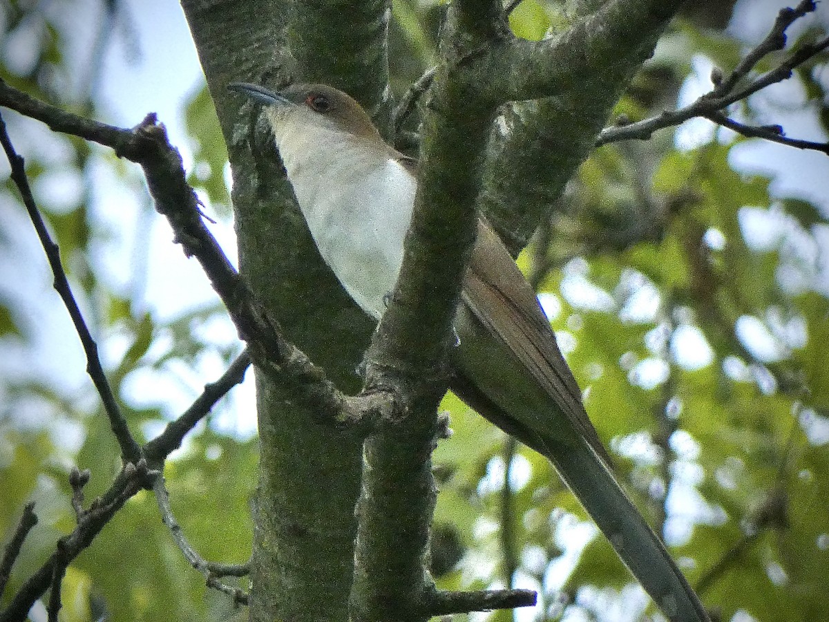 Black-billed Cuckoo - Anthony Albrecht