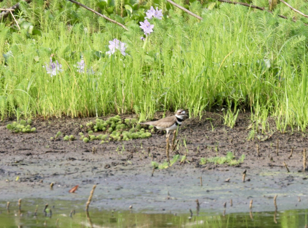 Killdeer - Randy Bumbury