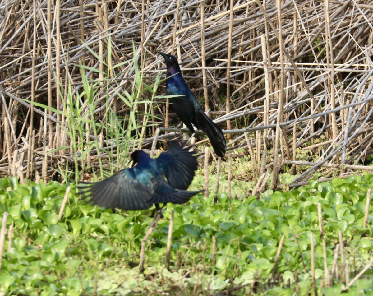 Boat-tailed Grackle - Randy Bumbury