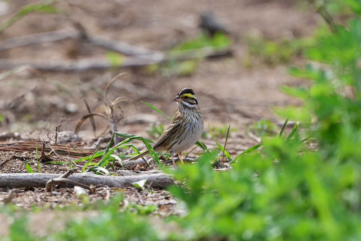 Yellow-browed Bunting - ML619173326
