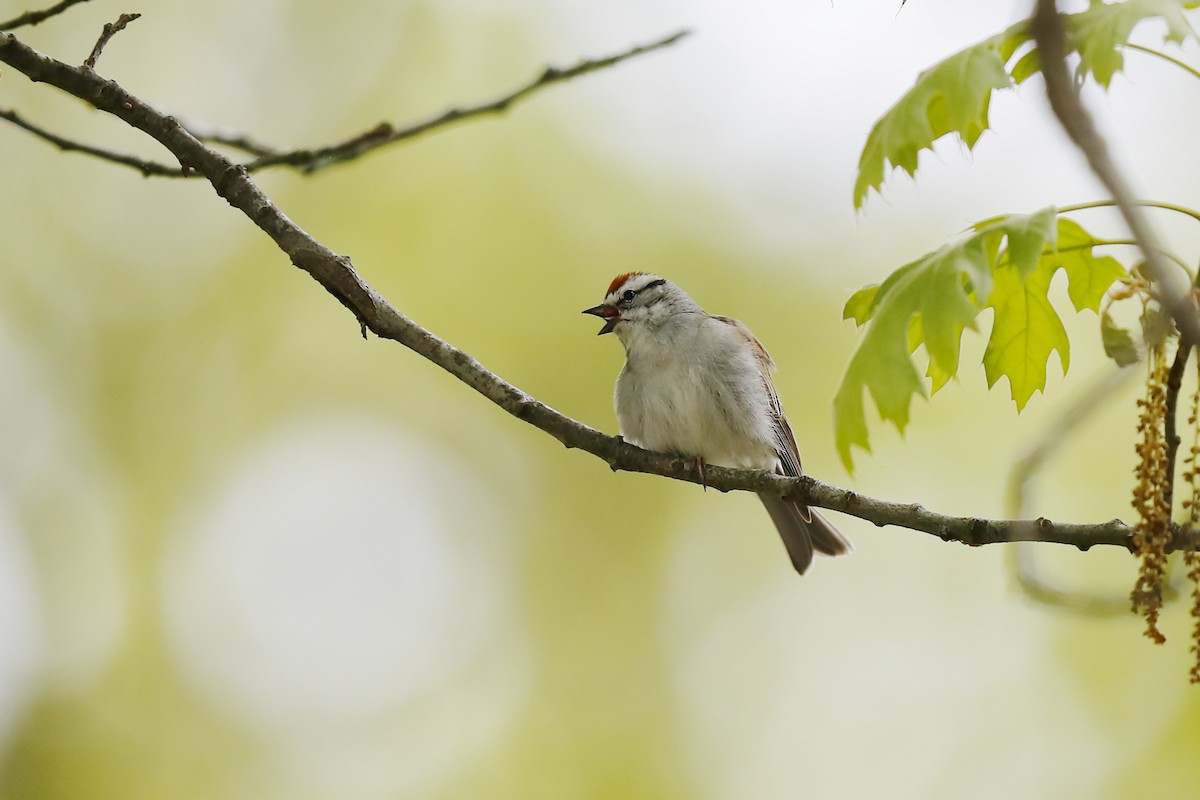 Chipping Sparrow - Craig Gibson